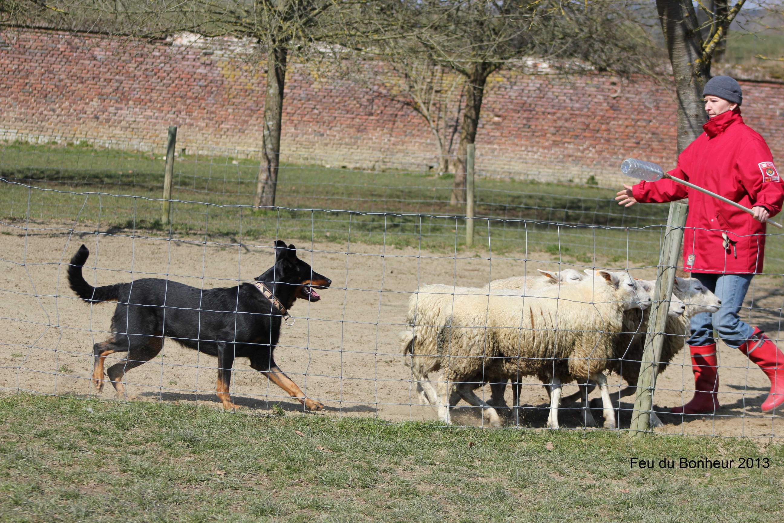 Sheepdog training