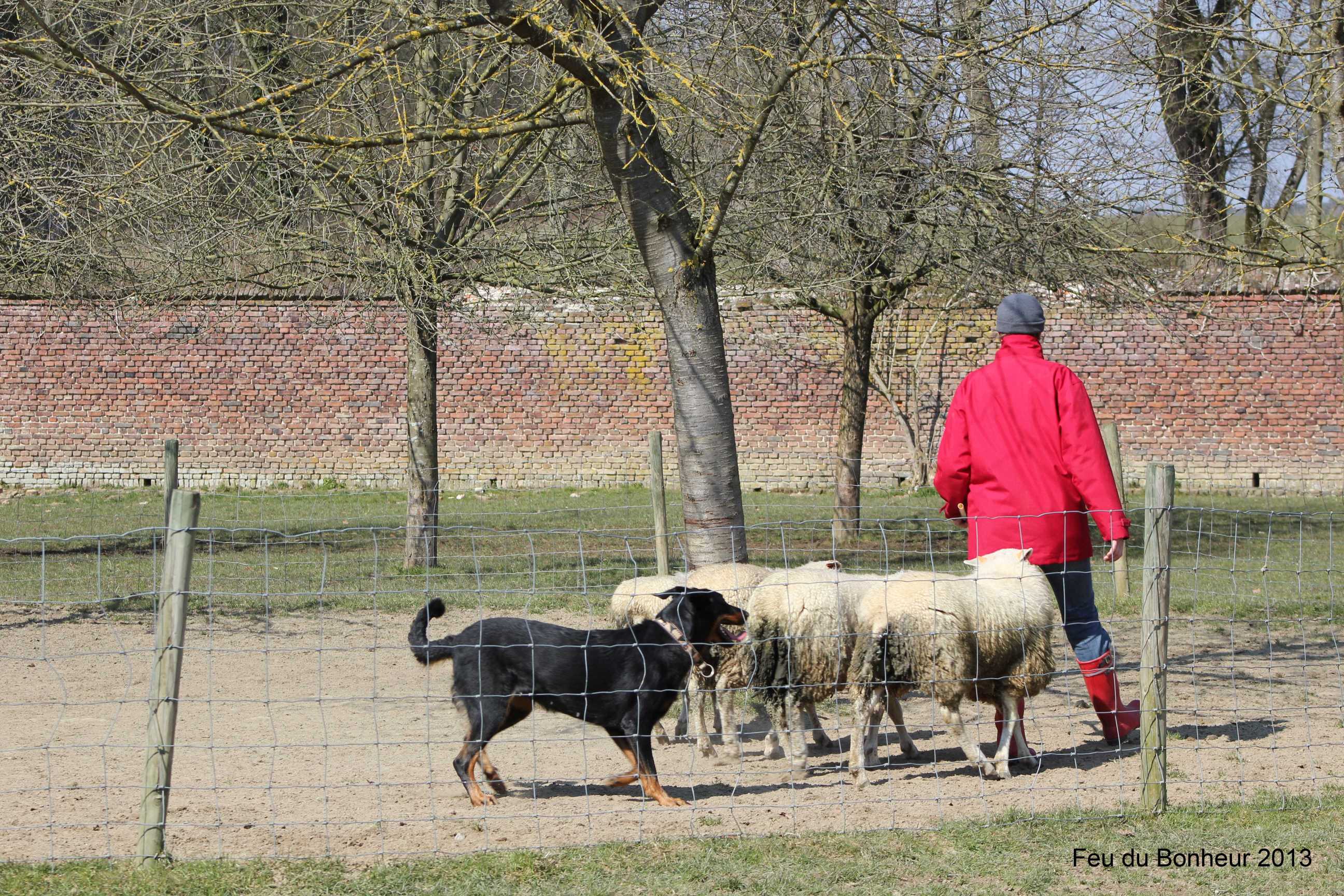 Formation chien de berger